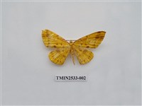 藏品(尺蛾6)的圖片